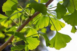 Gingko