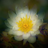 Individuele workshop op afspraak Smartphone Natuurfotografie