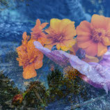 Individuele workshop Smartphone Natuurfotografie op afspraak