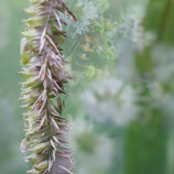 Vrijdagmiddag 6 september Mindful Natuurfotografie met je smartphone bij de Papaver