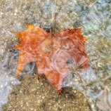 Donderdag 8 oktober  13-17 uur Smartphone Natuurfotografie