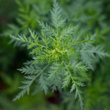Artemisia annua TM