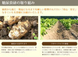 キクイモ（菊芋）  опинамбур