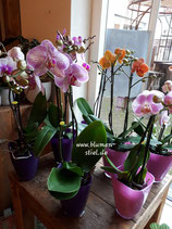 Phalaenopsis - Orchideen