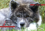 Japan Akita Monatskalender 2026
