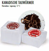 Kanadische Tauwürmer, 1x Box a 12Stk,