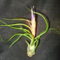 Tillandsia bulbosa