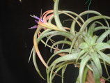 Tillandsia capitata