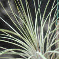 Tillandsia juncea