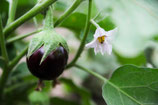 Aubergine Bambino