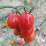 Bio-Tomate Sorte Pippa