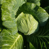 Bio-Weißkraut Sorte Türkis