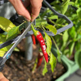 Bio-Chili Sorte Carino Caliente