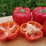 Bio-Paprika Sorte Runa