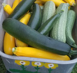 Bio-Zucchini Sorte Black Beauty