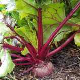 Bio-Rote Rübe Sorte Gesche