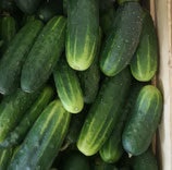 Bio-Gurke Sorte Liefje