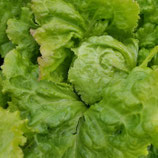 Bio-Salat Sorte Grazer Krauthäuptel