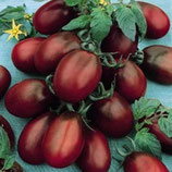 Bio-Tomate Sorte Black Plum