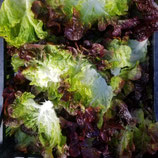 Bio-Salat Sorte Rubinette