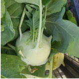 Bio-Kohlrabi Sorte Noriko