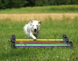 „Cavaletti-Training", 09.04.2026