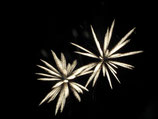 "Silvester"