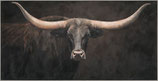 Rahmenbild "Texas Langhorn"