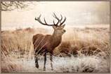 Wandbild Frame "Hirsch in der Landschaft"