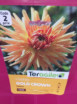 BULBES DAHLIA CACTUS GOLD CROWN