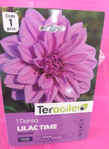 BULBES DAHLIA LILAC TIME