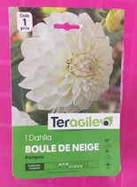 BULBES DAHLIA POMPON BOULE DE NEIGE