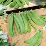 POIS MANGETOUT NORMAND