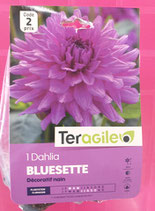 BULBES DAHLIA BUISSON BLUESETTE