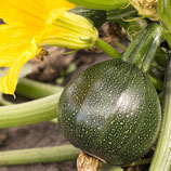 PLANT COURGETTE RONDE