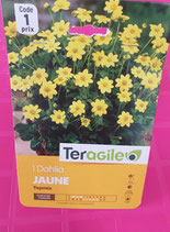 BULBES DAHLIA TOPMIX JAUNE