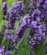 Lavandula angustifolia ‘Hidcote’