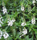 Lysimachia fortunei ‘Autumn Snow’