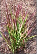 Imperata cylindrica 'Red Baron'