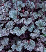 Heuchera ‘Frosted Violet’