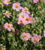 Helianthemum 'Lawrenson's Pink'