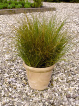 Carex testacea ‘Prairie Fire’