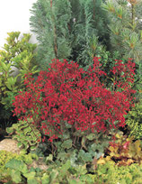 Heuchera sanguinea ‘Ruby Bells'