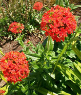 Lychnis chalcedonica