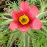 Pulsatilla vulgaris 'Rubra'