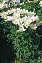 Anemone sylvestris