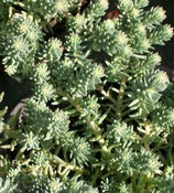 Sedum reflexum 'Blue Cushion'