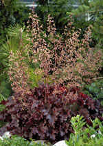 Heuchera hybrides 'Melting Fire'