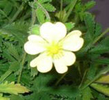 Potentilla recta ‘Warrenii’