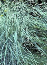 Panicum amarum